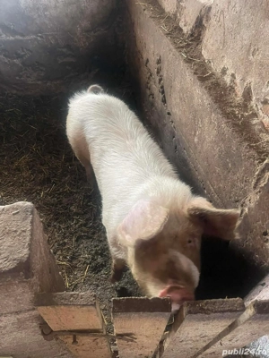 Porc de vanzare - imagine 3