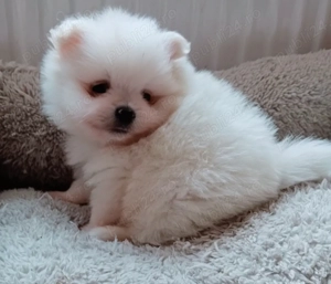 Băiețel Pomeranian  minnie Toy Boo - imagine 2