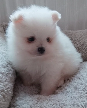Băiețel Pomeranian  minnie Toy Boo - imagine 3