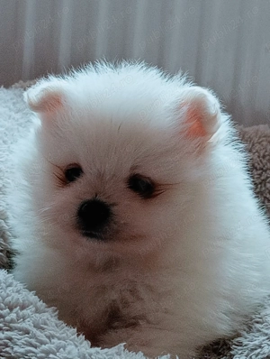 Pomeranian Băiețel minnie Toy Boo - imagine 3