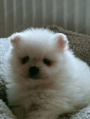 Băiețel Pomeranian  minnie Toy Boo
