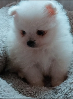 Băiețel Pomeranian  minnie Toy Boo - imagine 4