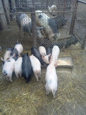 Purceii de vînzare  - imagine 3