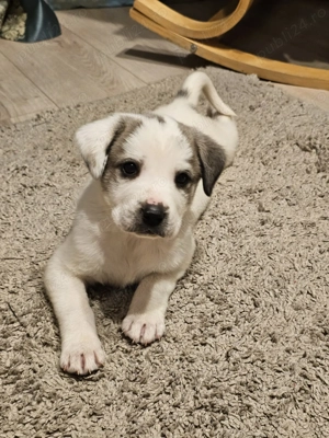 Ciobanesc Asia Centrala din mama cu pedigree. - imagine 5