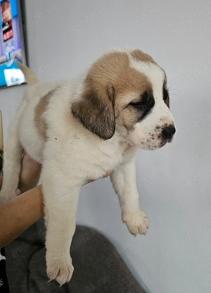 Ciobanesc Asia Centrala din mama cu pedigree. - imagine 4