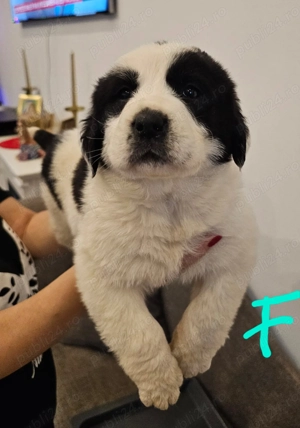 Ciobanesc Asia Centrala din mama cu pedigree. - imagine 2