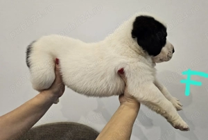 Ciobanesc Asia Centrala din mama cu pedigree. - imagine 3