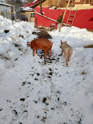 vand doua  - imagine 5