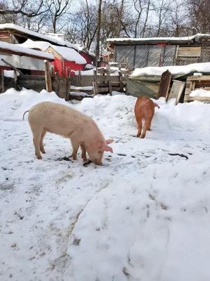 vand doua  - imagine 4