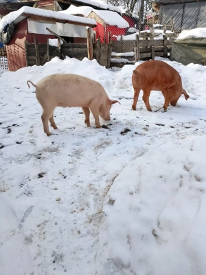 vand doua  - imagine 3