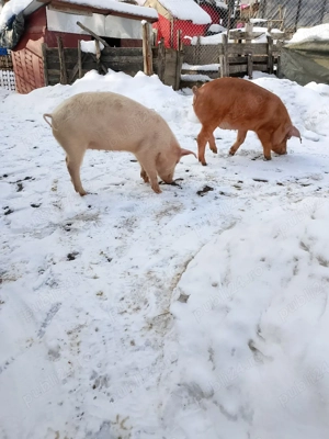 vand doua  - imagine 2