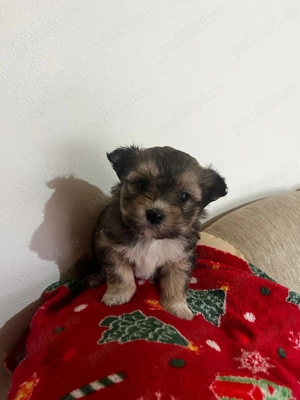 Puiuți de bichon de vânzare  - imagine 2