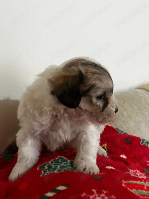 Puiuți de bichon de vânzare  - imagine 3