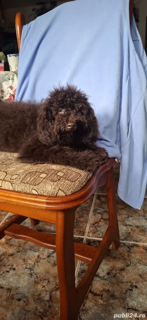 Pudel ( caniche) - imagine 2