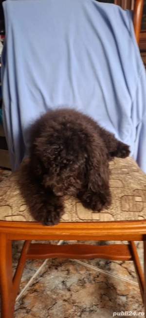 Pudel ( caniche) - imagine 3