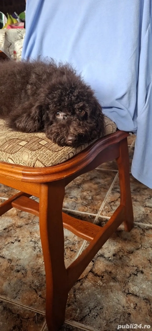 Pudel ( caniche) - imagine 4