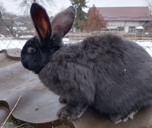 Iepuri mari si mici de vanzare