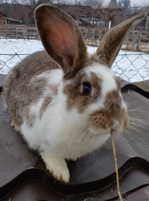 Iepuri mari si mici de vanzare - imagine 2