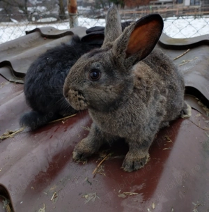 Iepuri mari si mici de vanzare - imagine 5