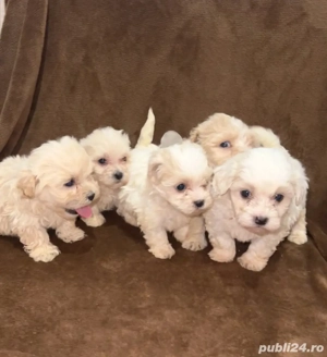 Cățeluși Bichon maltez