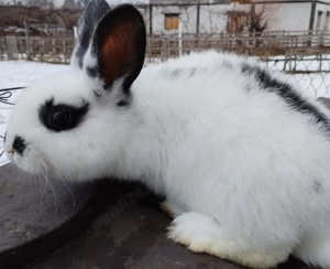 Iepuri mari si mici de vanzare - imagine 3