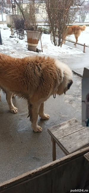 Câine ciobănesc mioritic - imagine 2