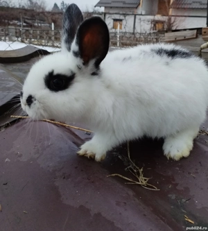 Iepuri de vanzare mari si mici
