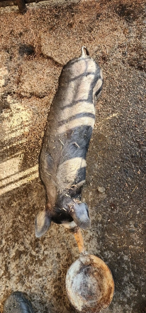 vand 2 burlinci - imagine 5