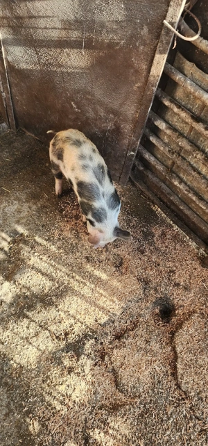 vand 2 burlinci - imagine 3