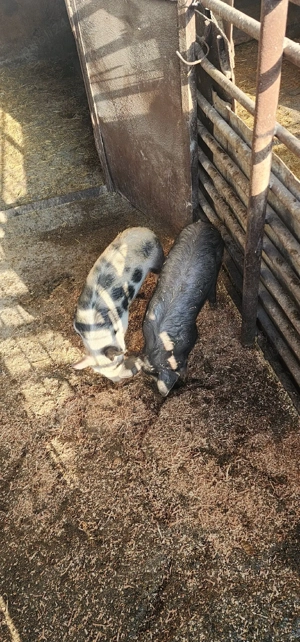 vand 2 burlinci - imagine 2