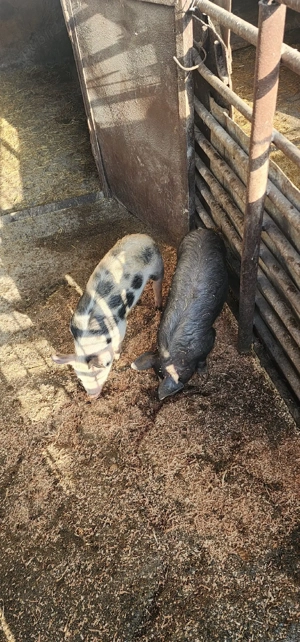 vand 2 burlinci - imagine 4