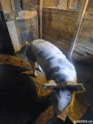 purcea 180 kg - imagine 3