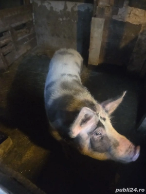 purcea 180 kg - imagine 2