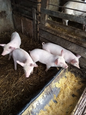 Purceii landras  - imagine 3