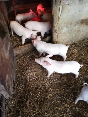 Purceii landras  - imagine 4