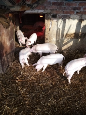 Purceii landras  - imagine 2