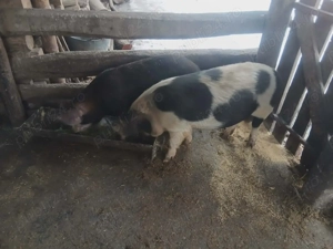 Vând grăsuni!!  - imagine 3