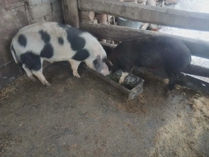 Vând grăsuni!!  - imagine 4