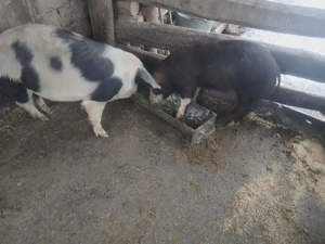 Vând grăsuni!!  - imagine 5