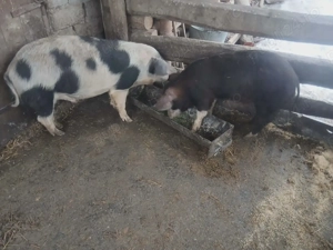 Vând grăsuni!!  - imagine 2