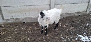 Capră de vânzare  - imagine 3