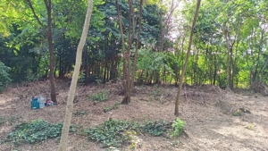 Teren intravilan de vanzare  langa Bucuresti - imagine 2