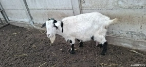 Capră de vânzare  - imagine 2