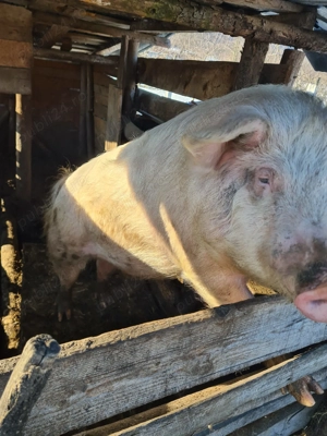 Purcea de vânzare  - imagine 3