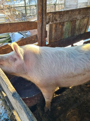 Purcea de vânzare  - imagine 2