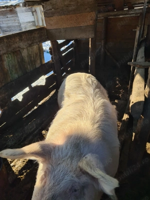 Purcea de vânzare  - imagine 4