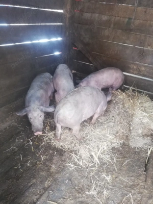 Vând purcei  - imagine 2