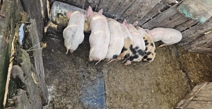 Purcei de vânzare  - imagine 2