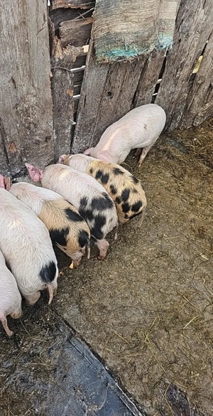 Purcei de vânzare  - imagine 4