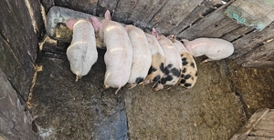 Purcei de vânzare  - imagine 3